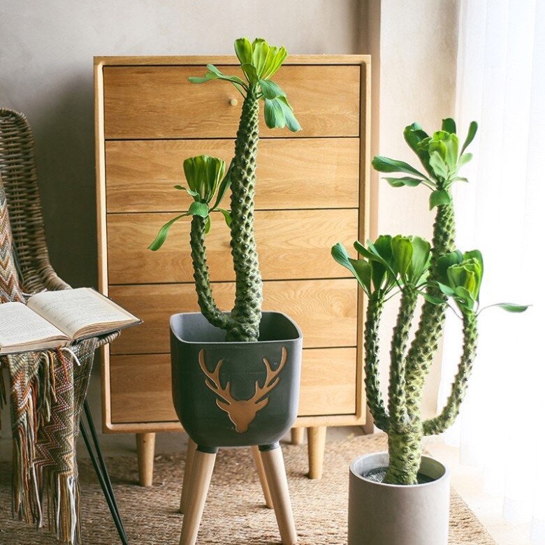 Trồng 3 Loại Cây Cảnh Này Để Hút Tài Lộc, Sức Khỏe Và Nâng Tầm Đẳng Cấp Ngôi Nhà
